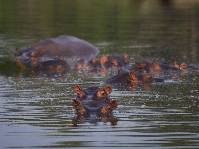 Hippos submerged in a lake at Puerto Triunfo, Colombia.