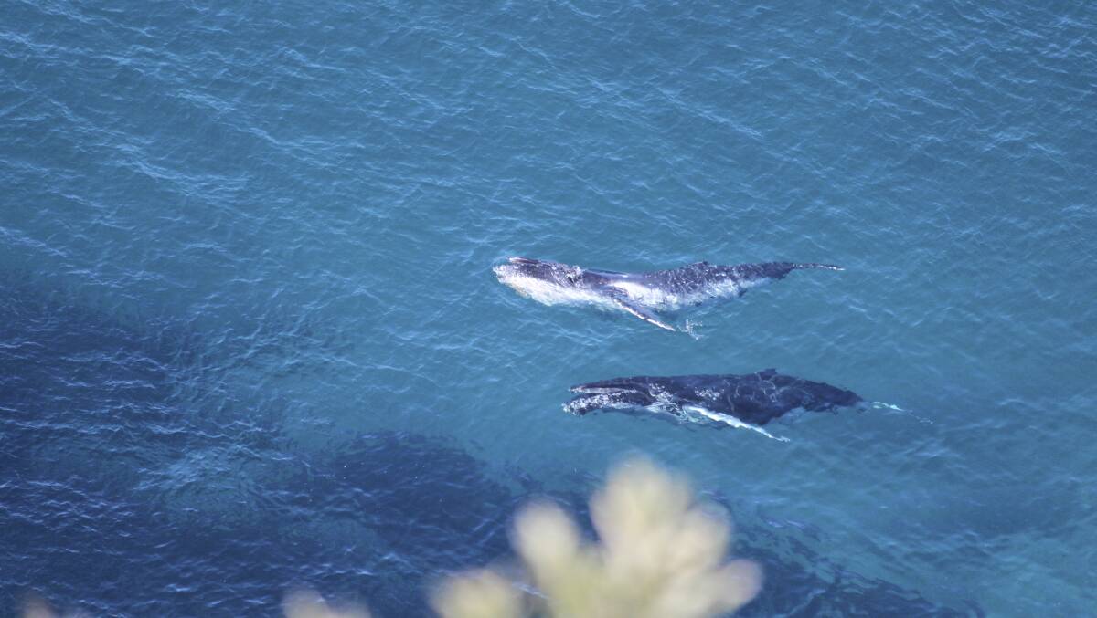 VANTAGE POINT: Whales off Boat Harbour. Picture: Anne Toranto.