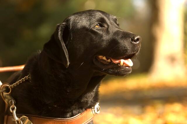 GOOD DOG: COVID-19 challenges have extended to guide dog training.