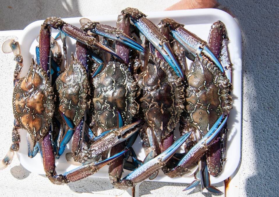RIGHT TIME: Blue swimmer crabs and monster mud crabs right on time for school holidays.