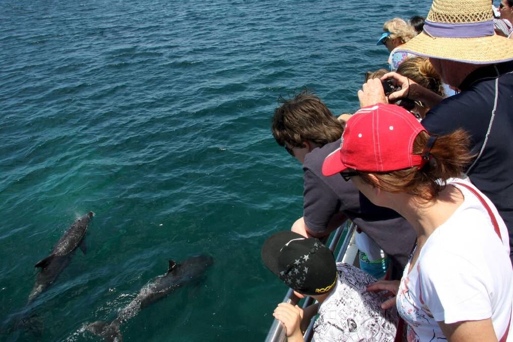 ON WATCH: Dolphin watching will be one of the many activites on the menu as more than 6,600 tourists descend on Port Stephens over six days. Picture: file.