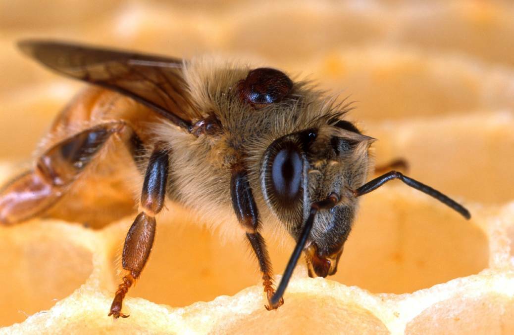 An $18 million compensation package has been developed for registered commercial and recreational beekeepers affected by the Varroa mite outbreak.