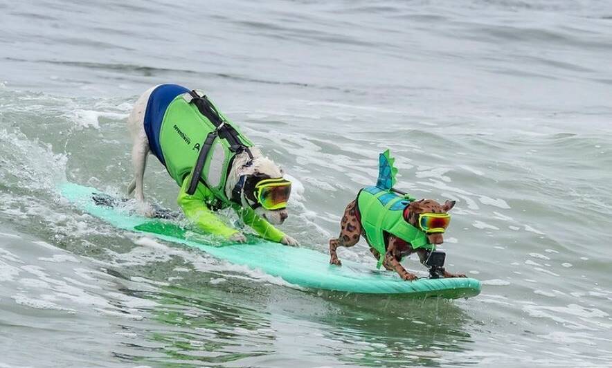 SURF'S UP: The action-packed World Dog Surfing Championships was held in California, United States. Photo by Jack Owicki. Picture: Jack Owicki/@worlddogsurfing