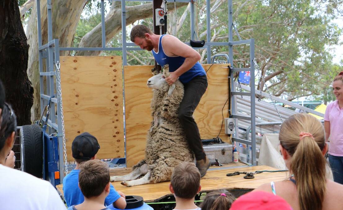 Popular with the crowd in 2018, sheep shearing demonstrations will make a return at the 2023 Australia Day celebrations in Nelson Bay. Picture by Ellie-Marie Watts