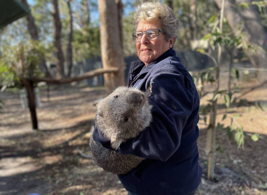 HELPING ALL WILDLIFE: Support carer Helen Scott with Ronald the friendly wombat. Photo: Alanna Tomazin