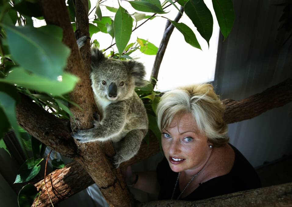Simone Aurino wants more spent on koala habitat protection.