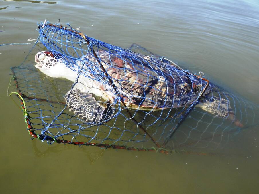 TRAP VICTIM: One of the turtles which died in Port Stephens last week. Picture: Mike Diemar