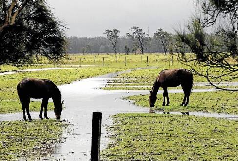 Horses drinking on a property at Fullerton Cove, one of the sites where water may be contaminated by toxic chemicals from RAAF Williamtown. Picture: Darren Pateman