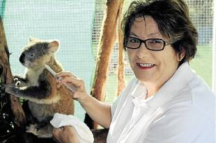 SURVIVOR: Helen Mallam with Denise the koala.